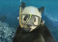 Bully_Panda_Snorkel Bully_Panda_Snorkel